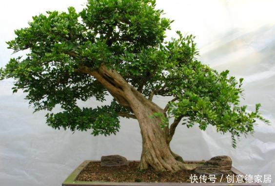 柠檬树|家庭养花不如种树,盆栽柠檬、清香木、九里香,屋里四季飘香