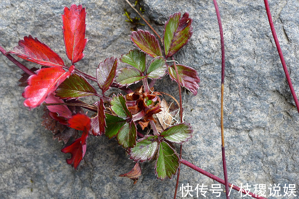 食道癌|农村长在厕所边的“野草莓”,小时候经常吃,现在价格昂贵