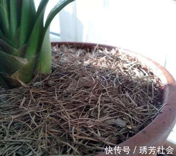 公园里面逛一逛，3种“垃圾”捡回家，花盆里扔一些，啥花都喜欢