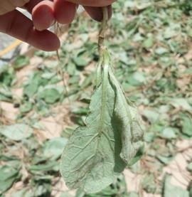 肾炎|这野草,人称“肾炎草”,是极品中药,农村很常见,遇见请重视