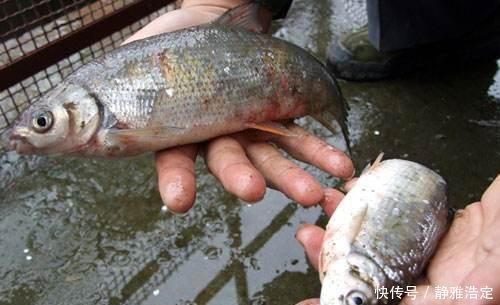 中国居民膳食指南|3种鱼不能买,对身体健康“有害”,营养师提醒:再便宜也不能吃