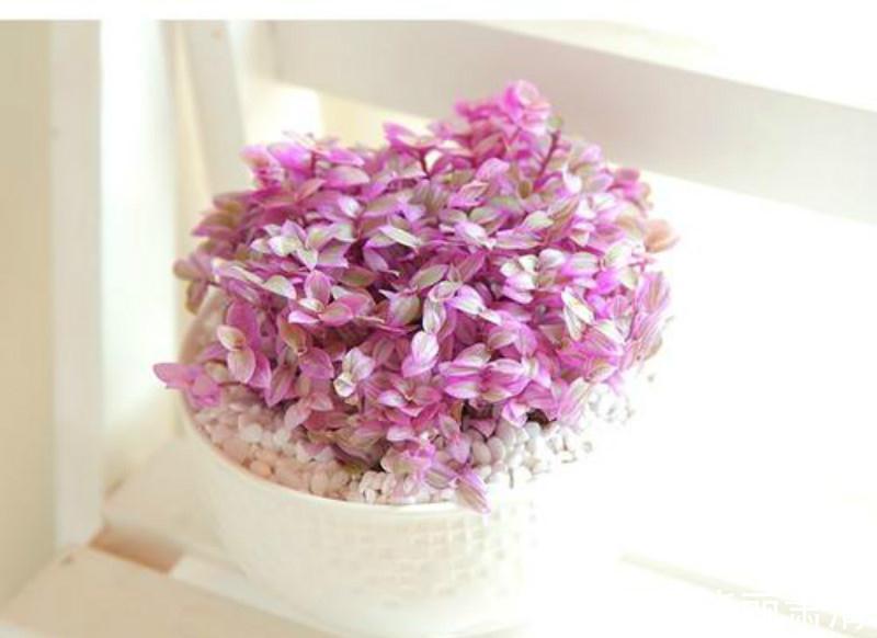 5种花最怕光,家里阴暗没关系,越暗长的越好