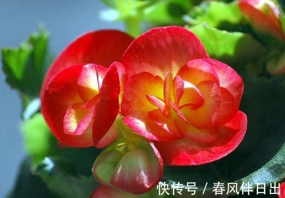 盆栽|春节过后家里阳台养此款花，开花幽香暗淡，扦插一根枝条就活