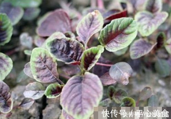 白细胞|埋没在田间的四种抗癌野菜,多数人嫌脏不吃,但是营养价值高