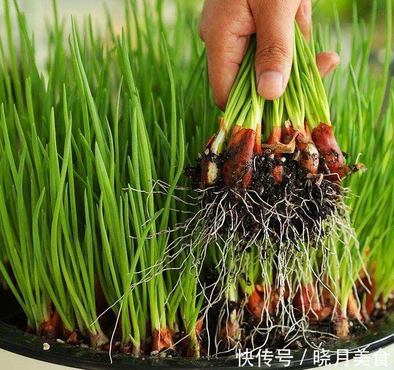 7种“蔬菜”冬天种,0度冻不死,吃一茬冒一茬,连续吃半年