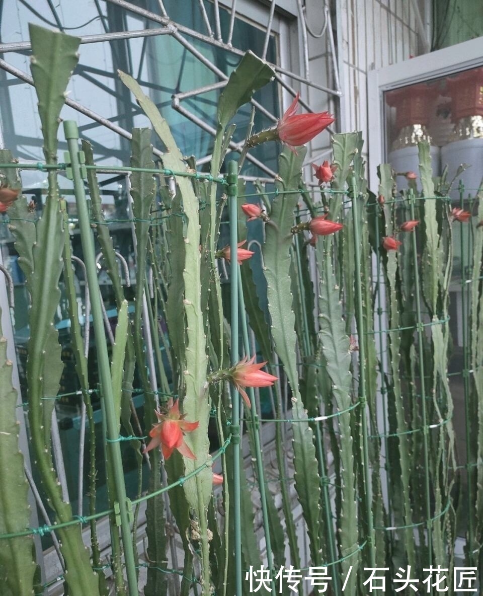 他家阳台养了“20盆”令箭荷花，长到1米5高，花苞巴掌大