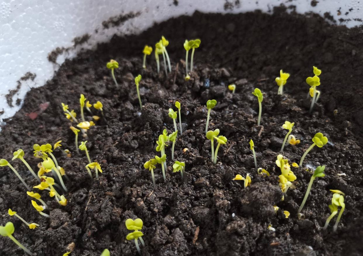 秋冬阳台可种“2种菜”,长势特别好,好养好看好吃很实用