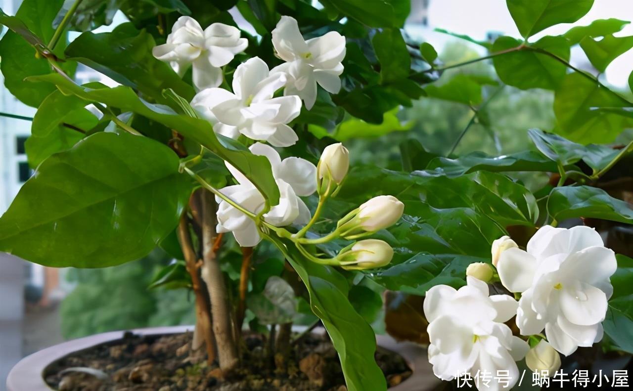 阳台|4种漂亮花,自带“体香”,阳台养一盆,满屋香水味