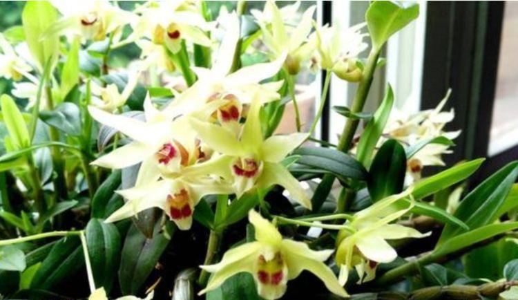 浇水|几款艳丽的花卉,漂亮又好闻,全年开花不断,丝毫不逊色于牡丹