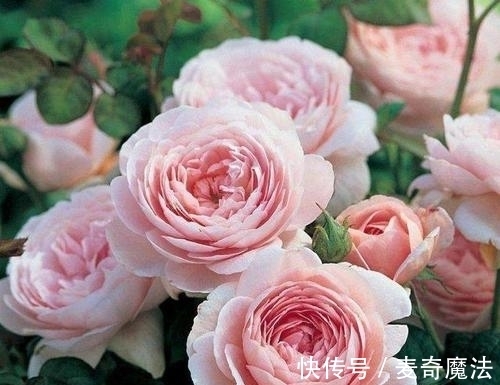 4个养花坏习惯,及时改掉,不然什么花都难养好,你中了几条?