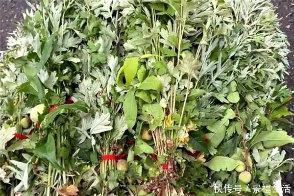 艾草|过完端午节,赶快把门口的艾草收回来,现在知道不算晚,告诉家人