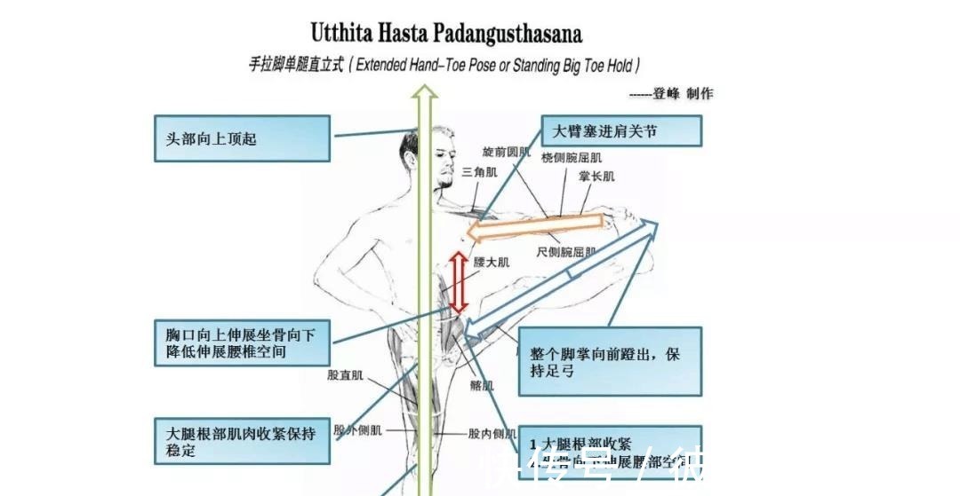 关节|瑜伽人须知的6个解剖学术语,附12个站立体式解剖图!