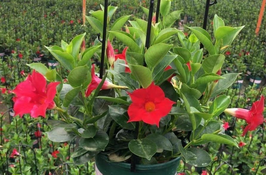 修剪|夏季养什么花?栽飘香藤,满足3条件,成就一道靓丽风景