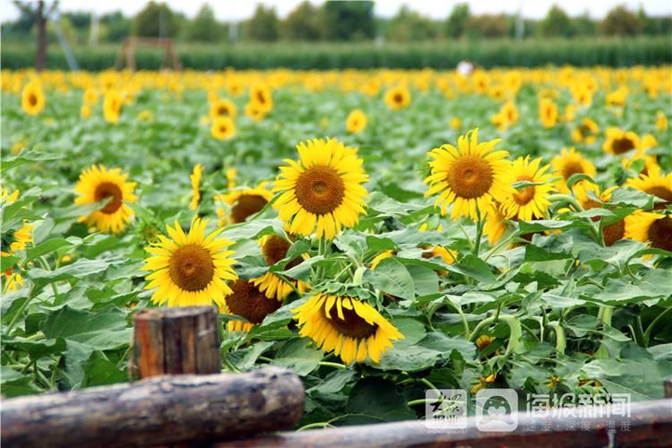 亚油酸|田园风景美如画 莱州朱旺村百亩油葵花海引客来