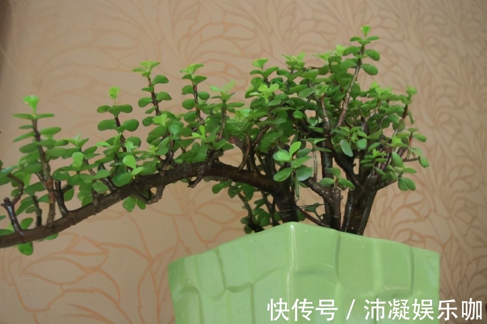 金枝玉叶总是养不活，那是你方法不对，这6种方法一定要学会