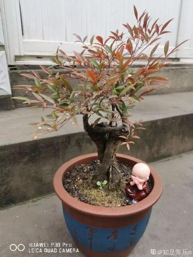 花盆里|农村不起眼的树,挖一棵做盆景,比买得还要好看