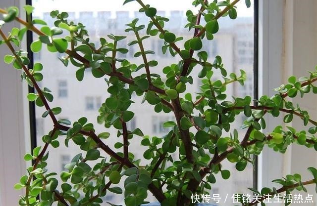 简单|长寿花嫁接“金枝玉叶”,技巧简单,轻松变成“火树银花”!