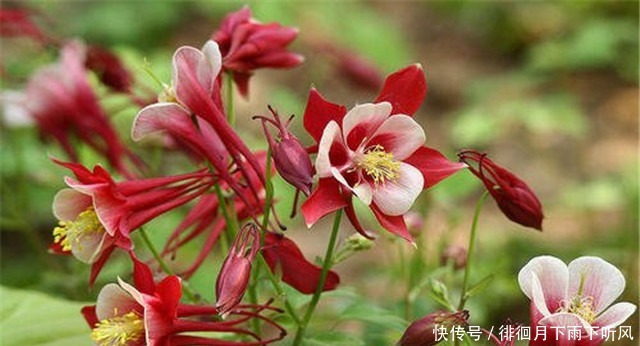 阳台|新手养花,适合养一盆“阳台精品”耧斗菜,古典美丽,花开火红