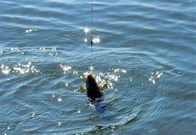 钓鱼的“7大忌”，你晓得吗？都是影响渔获的重要因素，莫忽视