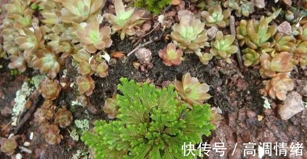 植物#岩石缝里一种小草，既可药用，又可观赏，稍作处理，便成精美盆栽