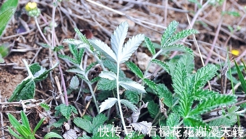 灰白色|根似人参却不是“参”，长在农村过去常忽视，如今20元一斤