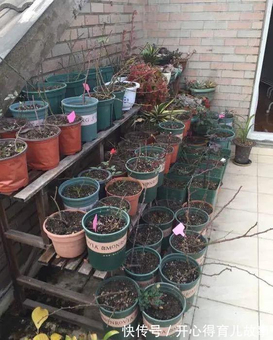 10种花，一降温就黄叶，赶紧换个地方养