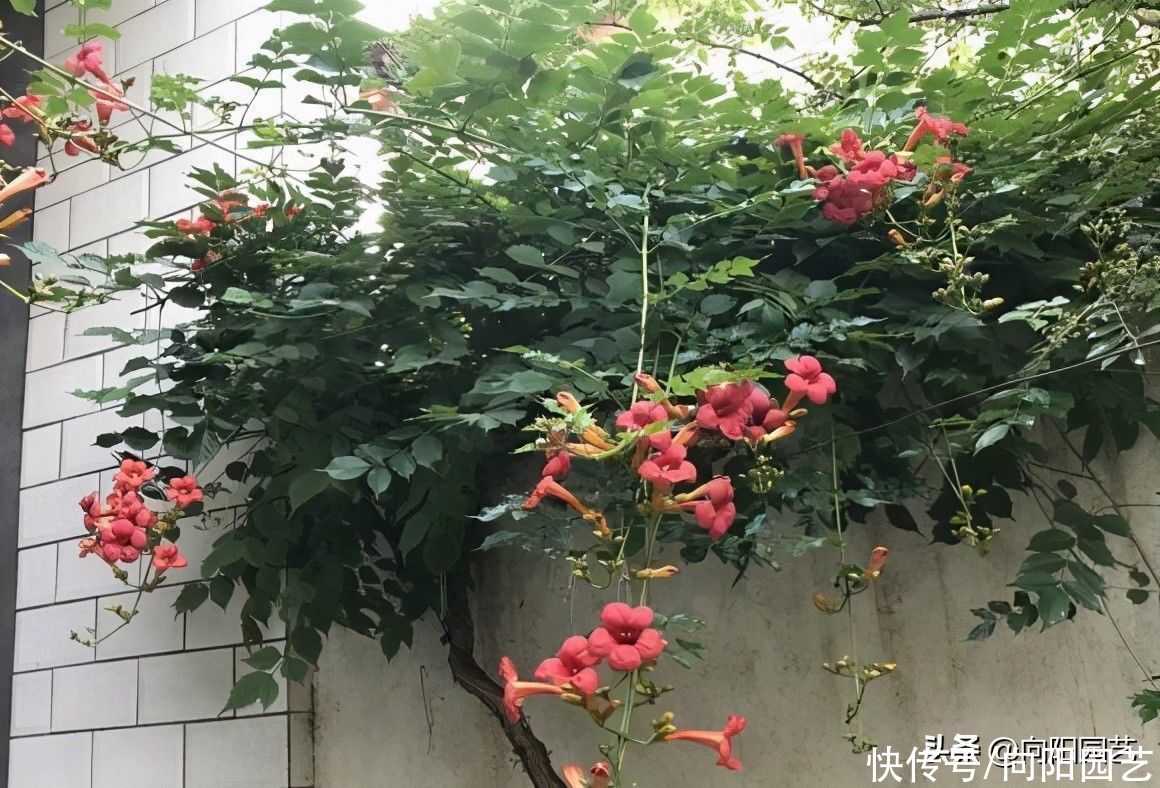 花卉界“二哈”，10年的凌霄花，差点把房子拆了，养它要注意