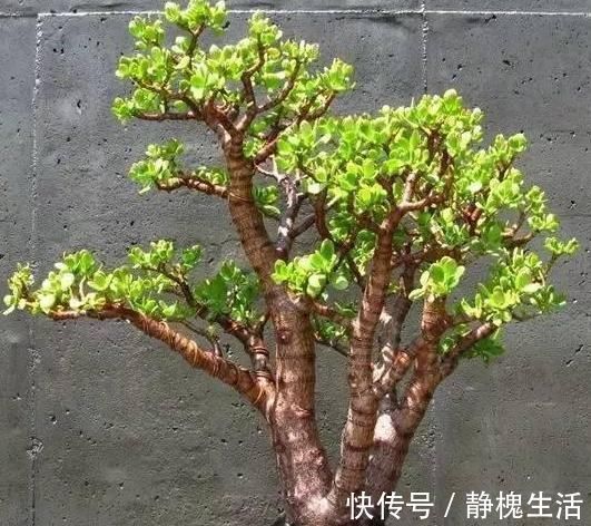 水分配比|马齿苋摇身一变成“金枝玉叶”,花友1年养成老桩,高价都不卖