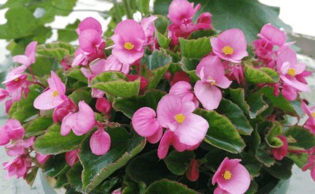 这几种花现在就要扦插，发芽窜枝速度快，下个月能赶上开花