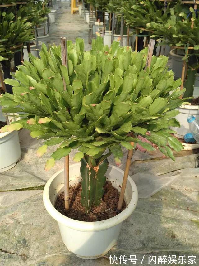 有机肥|让蟹爪兰多开花现在就得“多出芽”,教你做“3步”,能开100朵