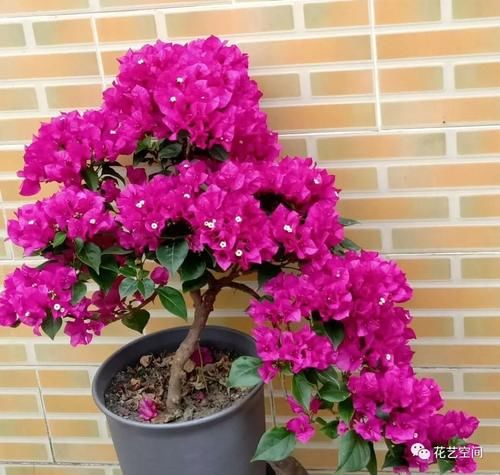 邻居家三角梅“见花不见叶”，仅做好了这3点，很多花友容易忽视！