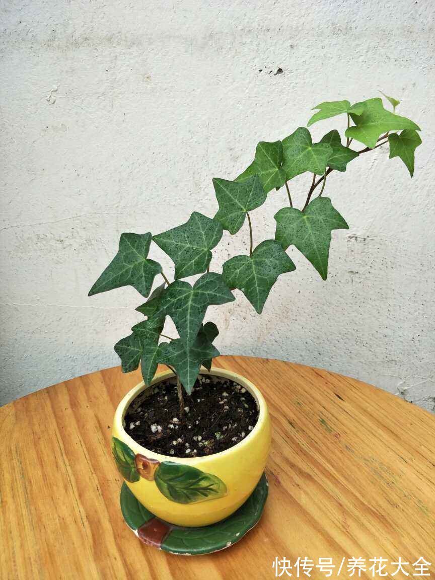 30种观叶植物,能观赏也净化空气,总有一种你养过