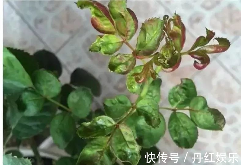 百菌清|入了月季花的坑，如果连这种病虫害无法清除，那月季也是白养了