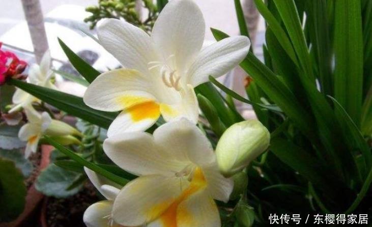 草木灰养花好处多多,正确使用方法有2种,能杀虫,能补钾