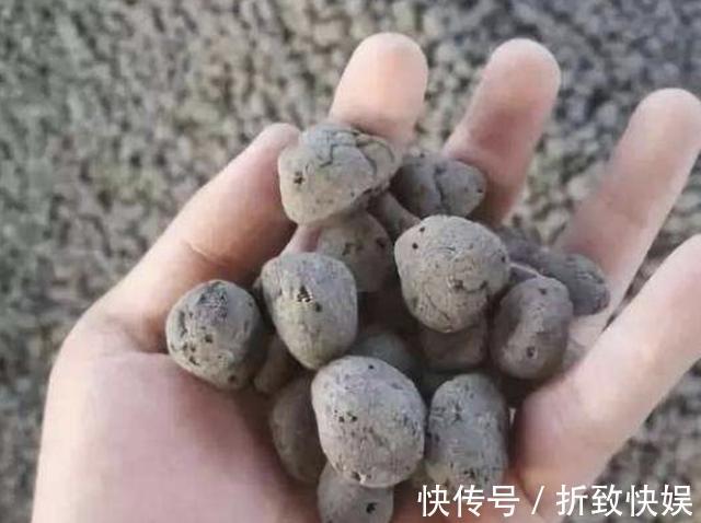 入秋后,给君子兰换盆,土壤里加“2种颗粒”,1年不烂根、不黄叶