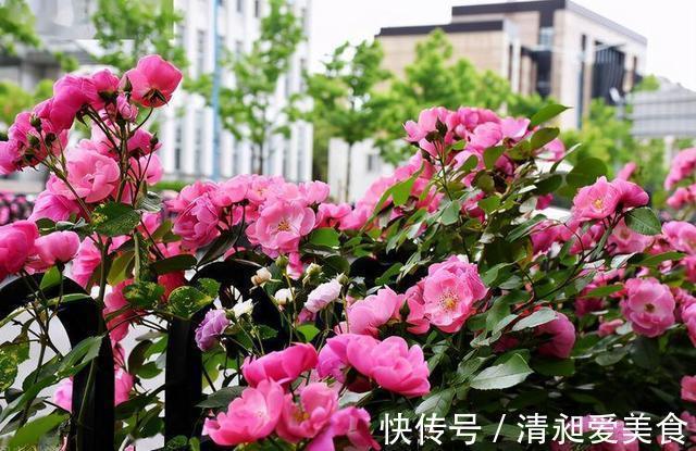 月季|三楼奶奶不让我在一楼种花，事情解决了，出乎意料的让人难受