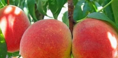 对身体很好的3种食物，补益气血、滋养肌肤，好吃也不贵！