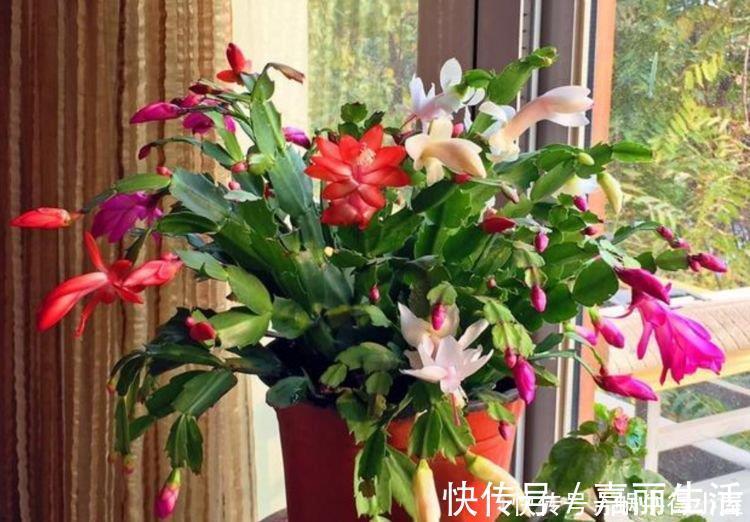 4种花漂亮又好养,比牡丹好看,比吊兰好养,好看极了