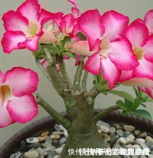 这三种绿植最适合忙人养,扔家里不用管,自己就能蹭蹭长不停