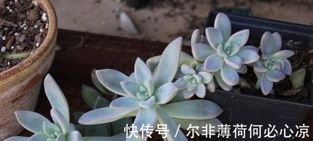 观音莲|适合养花新手的4种多肉植物, 很难养死且物美价廉