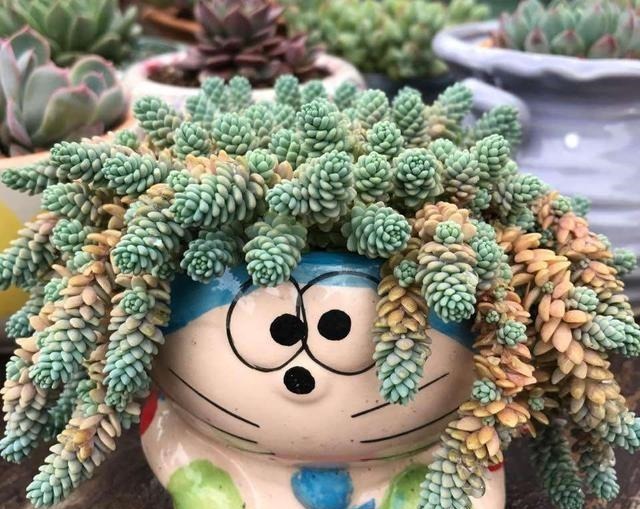 急性子养这6种“多肉”，长的快，状态美，半年就能长爆盆