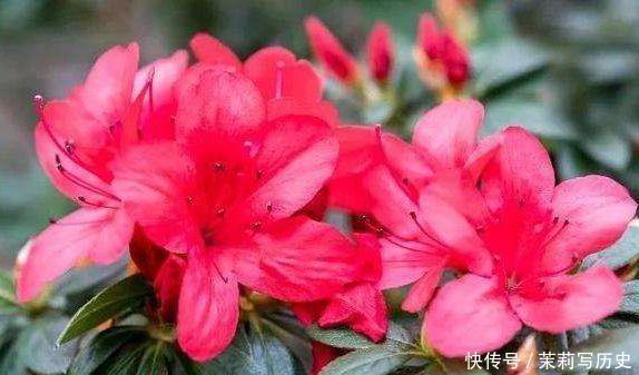 4种四季花，好养又漂亮，全年开花不断，家里天天有花赏