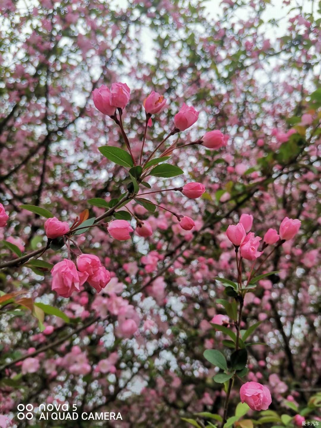 到江南第一松赏花