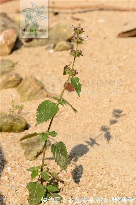 风草|防风草，祛风湿。能治中风口眼歪斜、风湿痹痛
