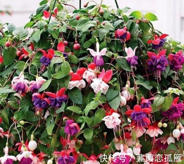 4种花养在阳台超美的开花多,漂亮又好养,年年开花不断