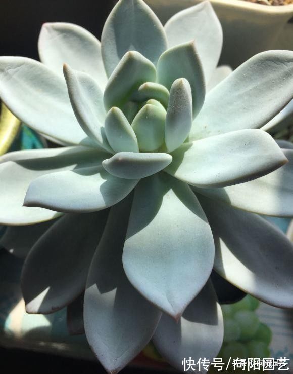 叶片|这个凉爽的秋季，确定不养几棵多肉？买最便宜，也能养出好状态