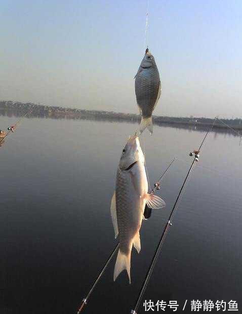 手竿|冬钓板鲫,手竿难觅其踪,庆幸我有这个狠招,大板鲫一钓一个准