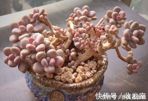 观赏价值|盘点8款胖多肉,颜值高好养护,喜欢多肉一定别错过!