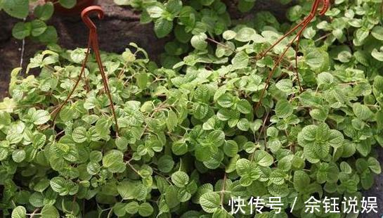 朱蕉朱蕉|家里吸烟的人太多不怕,室内盆栽上它,二手烟不再是健康克星