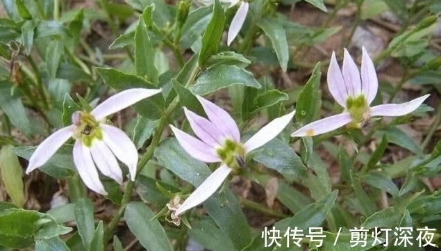 半边莲|一种野草花开像“莲花”,它好看还是好药材,只是如今少见很稀罕